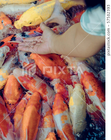 Woman feeding food to fancy carp fish by hand in the japanese pond. Woman feeding food to fancy carp fish by hand in the japanese pond. 57582393