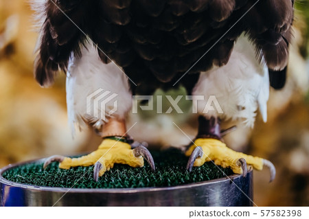 Beautiful close-up shot of a Steller's Sea Eagle. Beautiful close-up shot of a Steller's Sea Eagle. 57582398