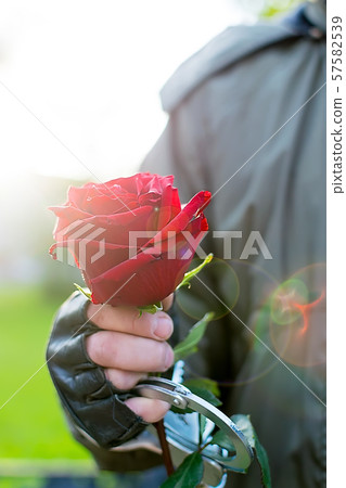 the hand of a man in handcuffs gives a red rose flower 57582539