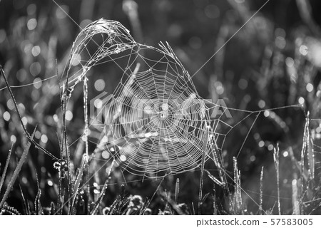 Plants with web Plants with web 57583005
