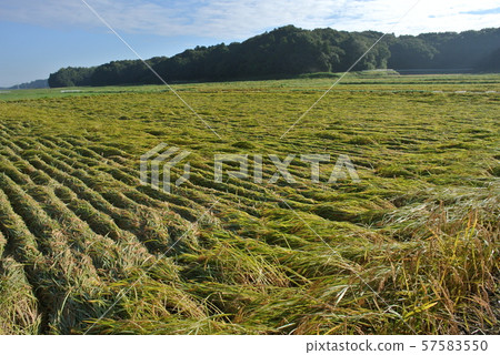 Falling rice 57583550