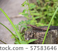 Forest path and lizard 57583646