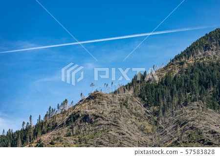Fallen trees - force of the wind - Trentino Italy Fallen trees - force of the wind - Trentino Italy 57583828