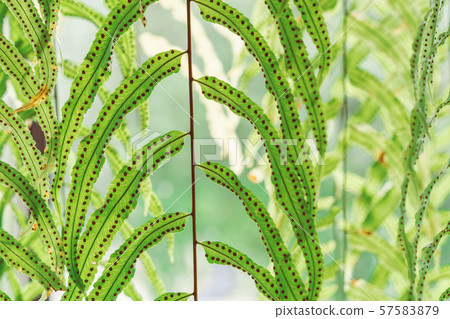 Beautiful Artificial leaves hanging in front of glass window to decorate the coffee shop. Natural Background. Beautiful Artificial leaves hanging in front of glass window to decorate the coffee shop. Natural Background. 57583879