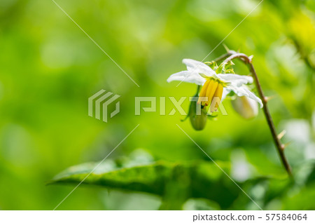 夏天開花的馬甲 57584064