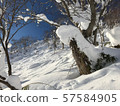 Snow forest 57584905