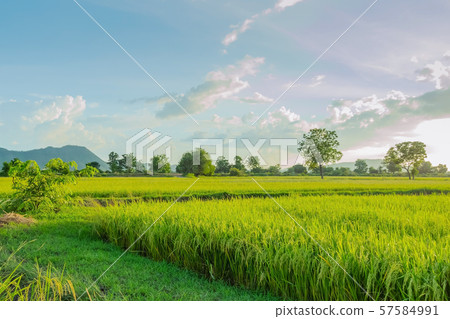 Rice fields in the evening before sunset 57584991
