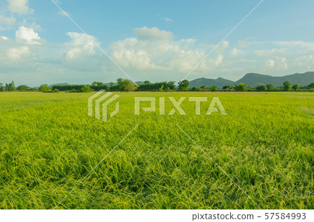 Rice fields in the evening before sunset Rice fields in the evening before sunset 57584993