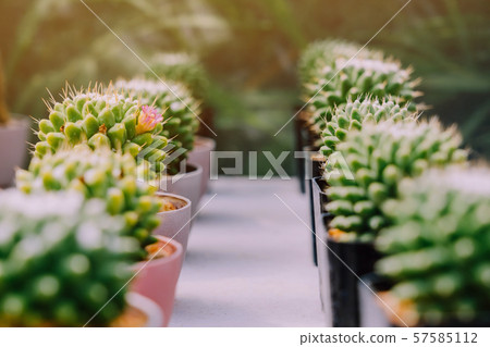 Variety of Small cactus and succulent plants in various pots to decorate in coffee shops Variety of Small cactus and succulent plants in various pots to decorate in coffee shops 57585112