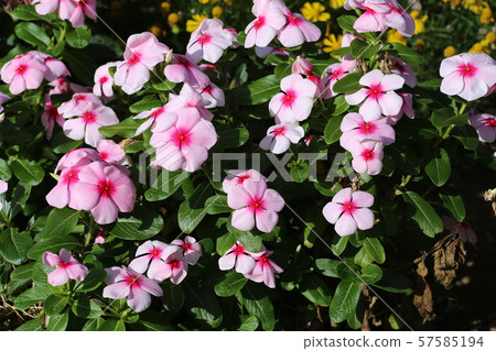 Nichinichiso Nichinichiso 57585194