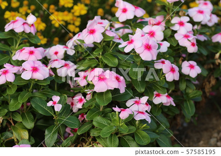 Nichinichiso 57585195