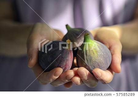 Fresh Figs Holded By Woman 57585289
