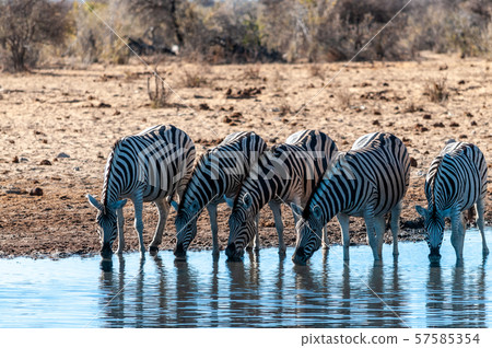 A group of Zebras in Etosha 57585354