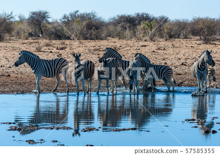 A group of Zebras in Etosha A group of Zebras in Etosha 57585355