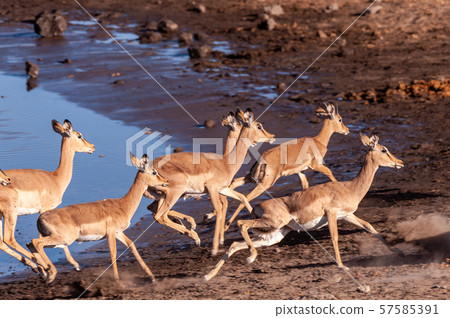 Restless Impalas near a waterhole 57585391