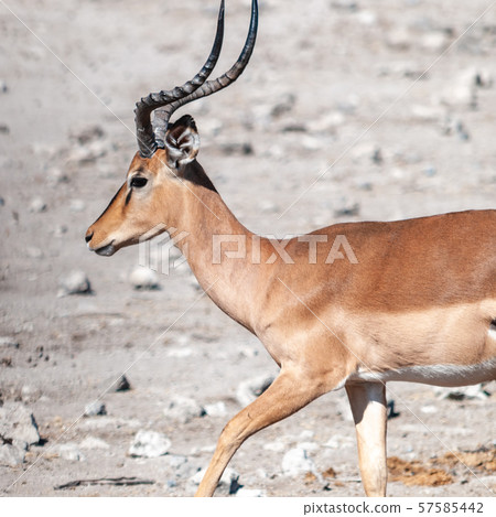 Impalas in Etosha National Park Impalas in Etosha National Park 57585442