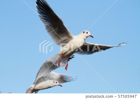 seagull 57585947