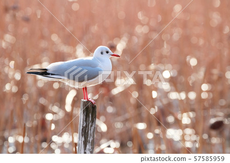 海鷗 57585959