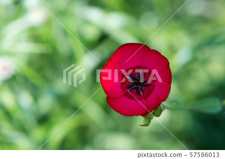 花卉圖片 57586013