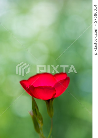 Flower pictures 57586014