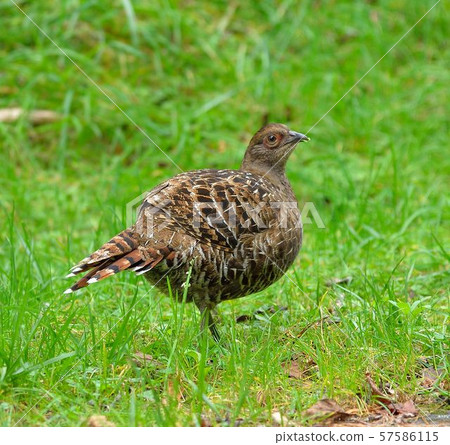 帝雉(Syrmaticus mikado) 57586115