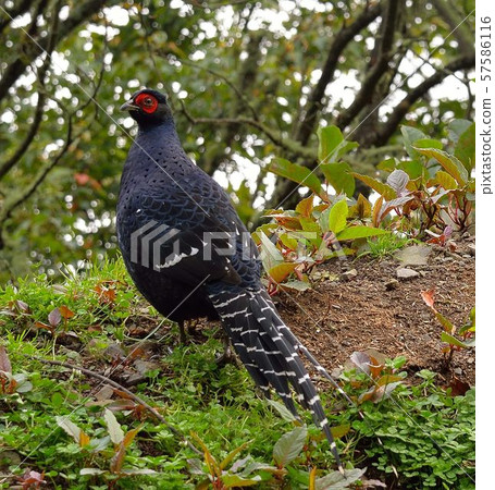 帝雉(Syrmaticus mikado) 公 57586116