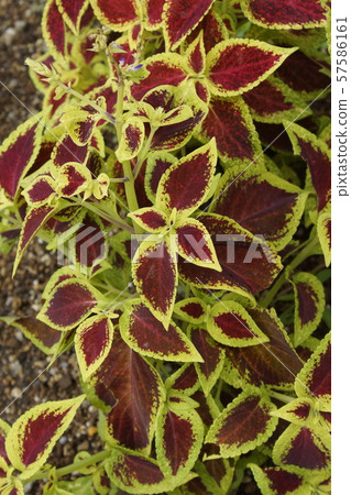 錦紫蘇美麗的葉子 57586161