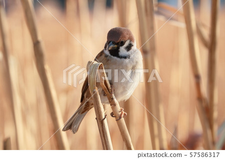 麻雀 麻雀 57586317