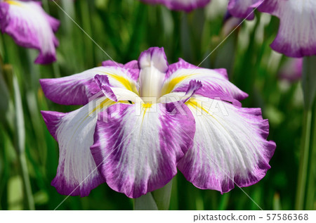 哈娜莎華 57586368