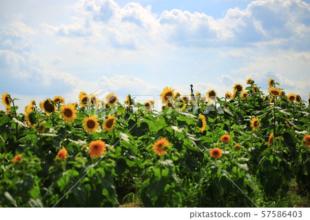 Sunflower, worship, waiting Sunflower, worship, waiting 57586403