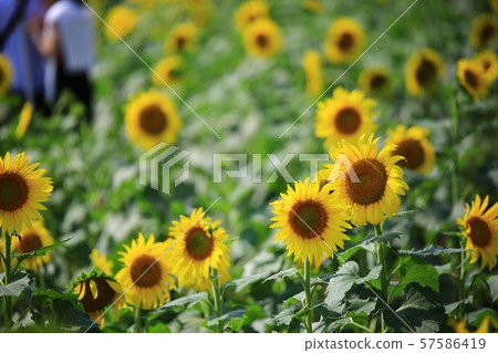 Sunflower, worship, waiting Sunflower, worship, waiting 57586419