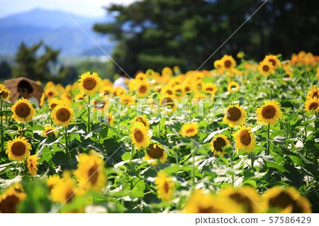 Sunflower, worship, waiting Sunflower, worship, waiting 57586429