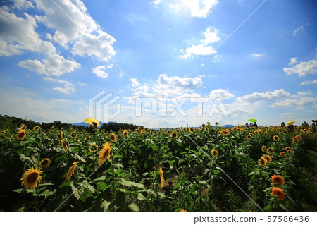 Sunflower, worship, waiting Sunflower, worship, waiting 57586436