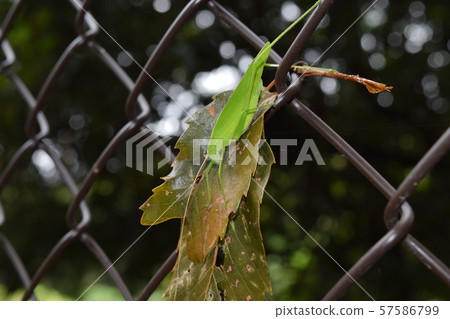 Sesujitsuyumushi 57586799