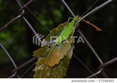 Sesujitsuyumushi 57586805