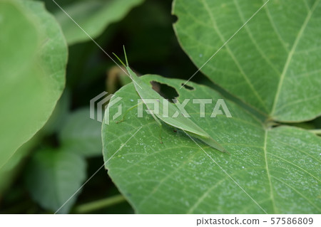 Atractomorpha lata 57586809