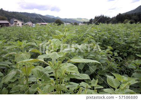 Sesame field Sesame field 57586880