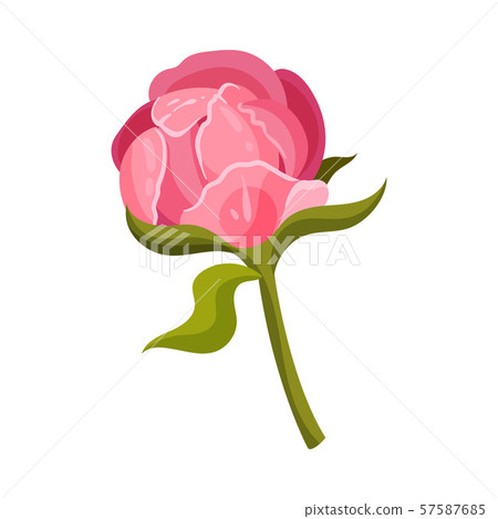 Pink peony bud. Vector illustration on a white background. Pink peony bud. Vector illustration on a white background. 57587685