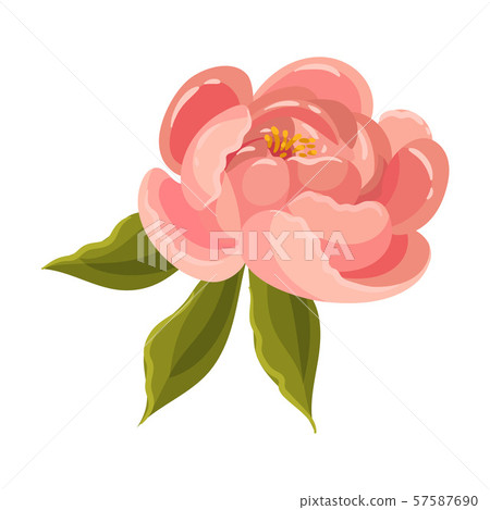 Peony flower with leaves. Vector illustration on a white background. Peony flower with leaves. Vector illustration on a white background. 57587690