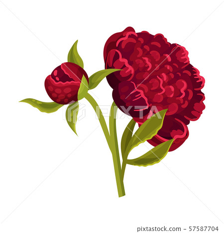 Large dark red peony flower. Vector illustration on a white background. 57587704