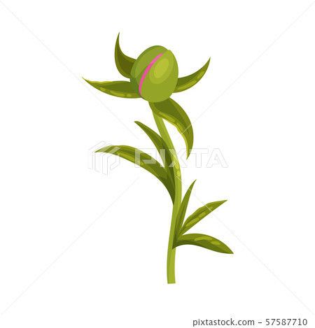 Tightly closed bud. Vector illustration on a white background. Tightly closed bud. Vector illustration on a white background. 57587710