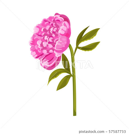 Large bright pink peony. Vector illustration on a white background. Large bright pink peony. Vector illustration on a white background. 57587733