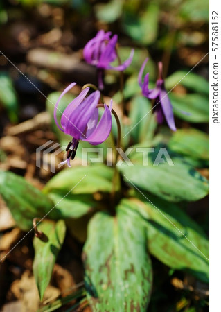 Katakuri花 57588152