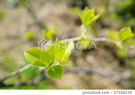 The young leaves of Sarunashi 57588230