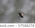 Kimadara beetle 03 57588278