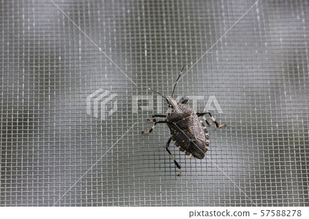 Kimadara beetle 03 Kimadara beetle 03 57588278
