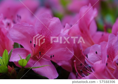 杜鵑花的花 57588306