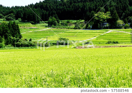 Rural landscape 57588546