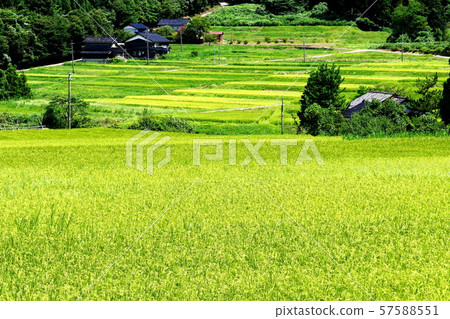 Rural landscape Rural landscape 57588551