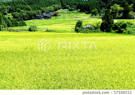 Rural landscape 57588552